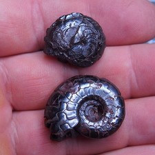 2 pezzi 23-30 mm goniatite