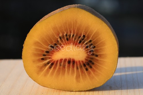 Actinidia chinensis red - actinidia,