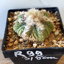 Aztekium ritteri 8 cm - ritteri,, d=3,8