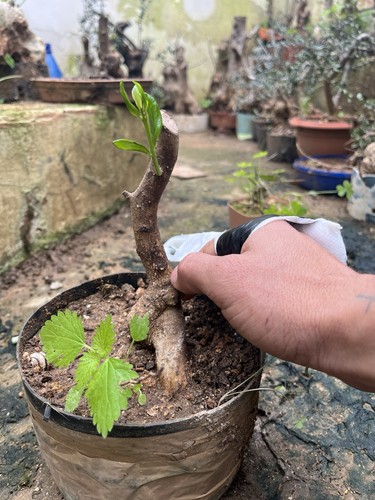 Bonsai olivastro come - olivastro, foto