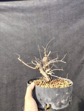 Bonsai Di Olmo Campestre 