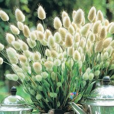 30 semi Lagurus Ovatus coda di