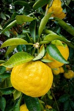 Yuzu citrus junos pianta di - "citrus,