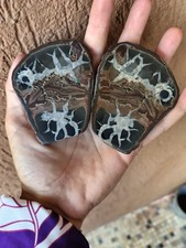 Minerali ***  SEPTARIA SEZIONATA ** L'ASTA COMPRENDE ENTRAMBE LE SEZIONI