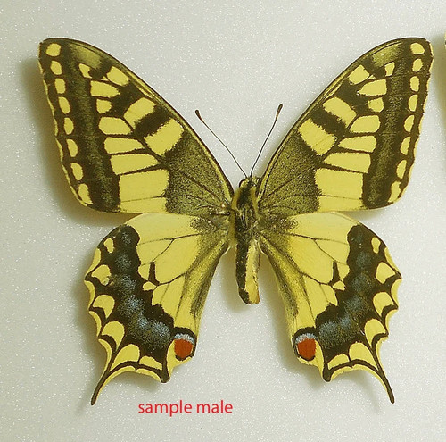 Papilio machaon - papilio,