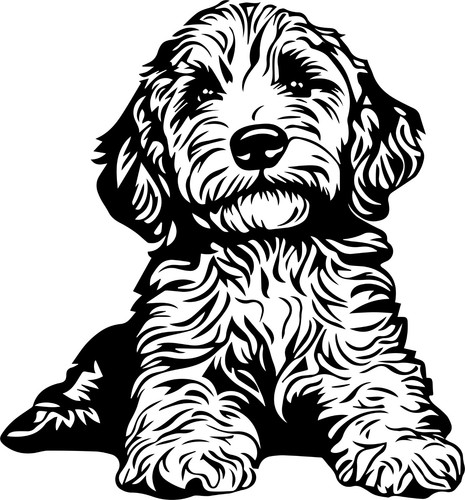 Adesivi cavapoo auto - adesivi,