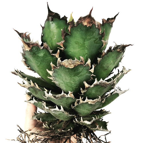 Agave titanota red - agave,
