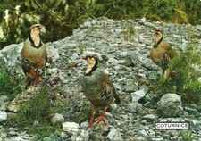 Coturnice, Alectoris Saxatilis, Famiglia dei Fasianidi