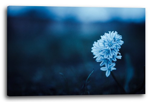 Tela cornice fiori foto - tela/cornice,