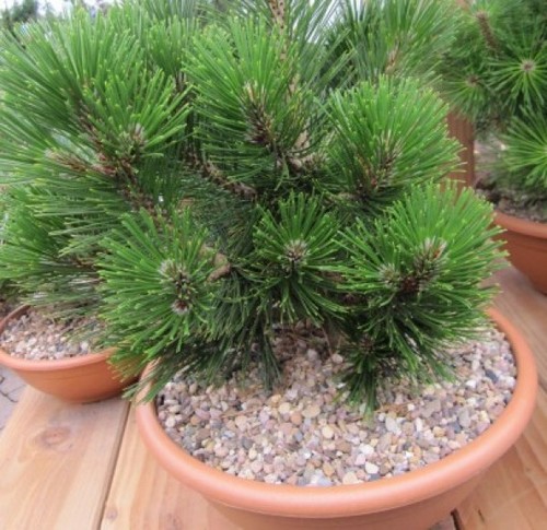 Pinus eroichii little dracula - pinus,