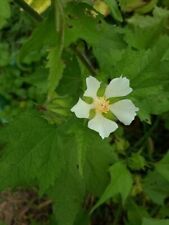 Malva Balcan - Hibiscus russo