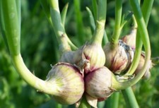 50 semi di cipolla egiziana -