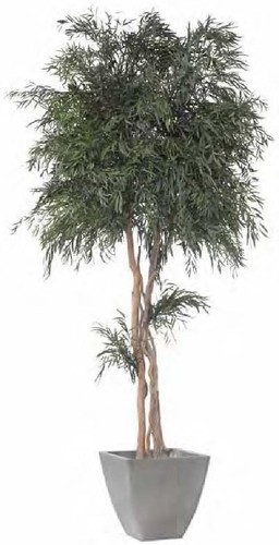 Pianta stabilizzata nicolay - stabilizzata,