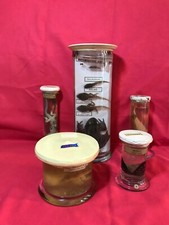 PARAVIA museale didattico biologia formalina animali XX° secolo vintage