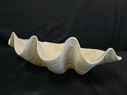 Conchiglia naturale gigante - 8",