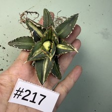 Sale Rare Cacti Agave titanota