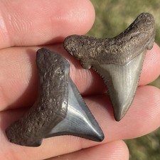 Angustidens Coppia Denti di