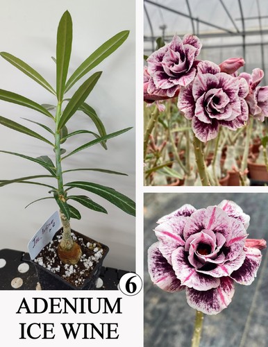 Adenium ice wine - n6.1, rosa