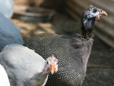 uova GALLINA FARAONA FERTILI