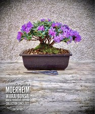 Rhododendron impeditum