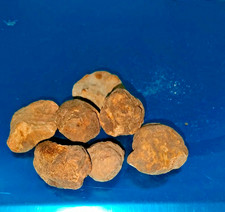 TARTUFO BIANCO FRESCO ITALIA