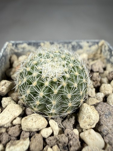 Uebelmannia gomma rnk 2023 - uebelmannia,