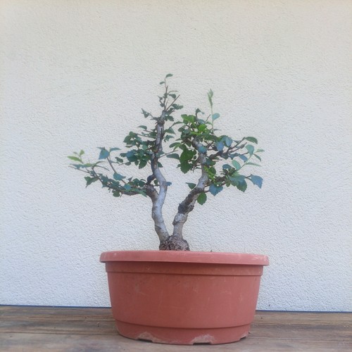 Bonsai olmo cinese - olmo,