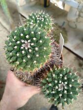 Mammillaria seitziana. Pot 11 cm Old Plant Cactus Piante Grasse