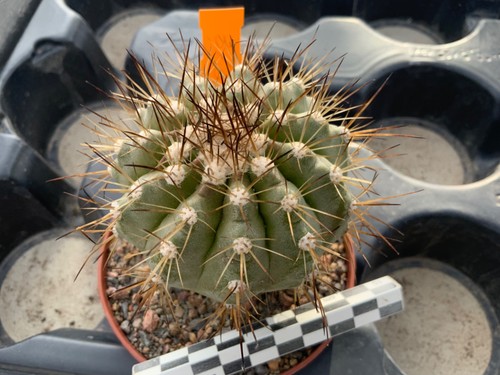 316 copiapoa cinerea - 316, fa