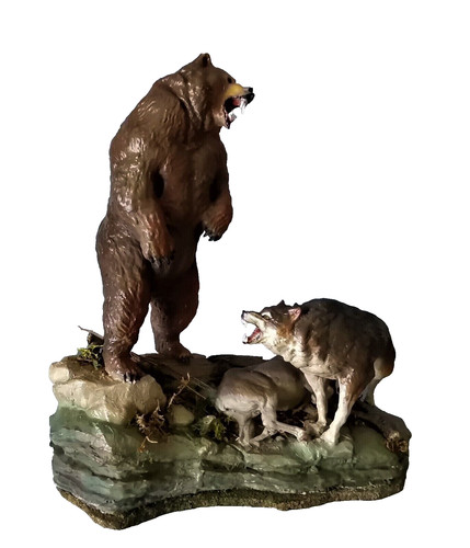 Orso con preda contro - con, lupo"