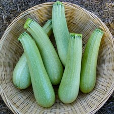 ZUCCHINE ITALIANE - GENOVESE