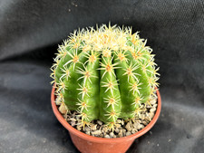 Echinocactus grusonii - echinocactus,