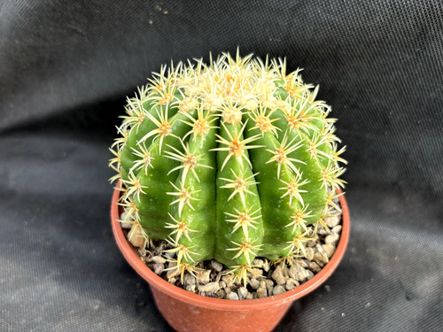 Echinocactus grusonii - grusonii, v