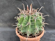 FEROCACTUS HERRERAE (
