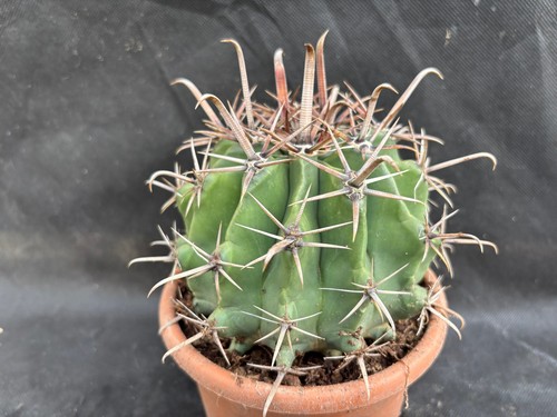 Ferocactus herrerae - herrerae, (