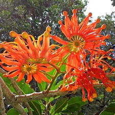 Stenocarpus sinuatus, albero