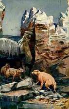 Cartolina - Regno - Roma - Giardino Zoologico - Orsi polari - FP - VG