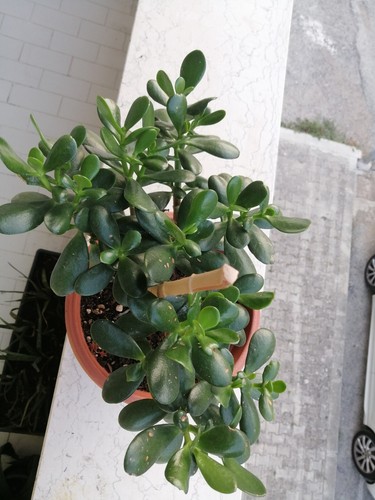 Crassula ovata albero - crassula, di