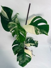 Monstera Albo Variegata  EXACT