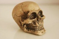 Terrario Decorazione Cranio