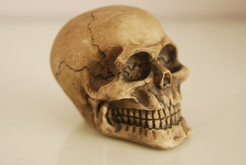 Terrario decorazione cranio - terrario,