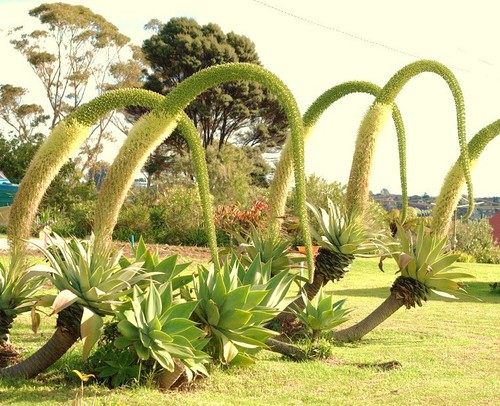 Agave attenuata spineless - agave,