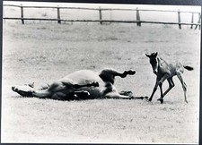 Foto vintage Puledri di razza Caspian Ft 35373 - Stampa 27x37 cm