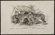 1867 - Cuccioli Di Cane E Lupo