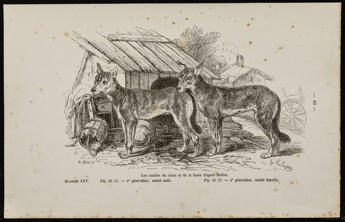 1867 cuccioli cane - cuccioli, lupo