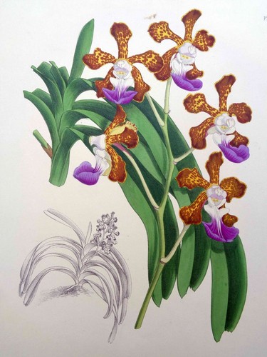 John nugent fitch litografia - john,
