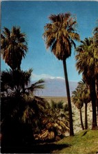 Cartolina Stately Palms