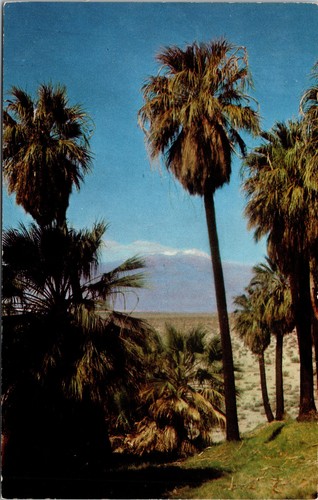 Cartolina stately palms - cartolina,