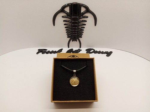 Fossil shell pendente art - shell, art.3spp