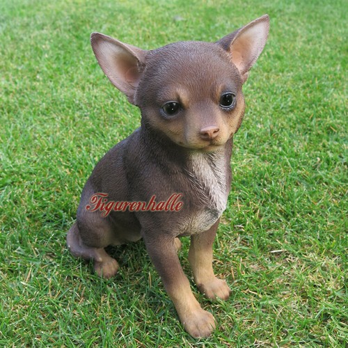 Chihuahua cane tasca - chihuahua,